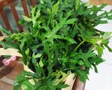 Foto langkah ke 1 dari resep Tumis Daun Pepaya Jepang Cumi Asin.
