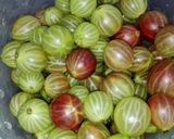 Kompot z agrestu krok przepisu 1 zdjęcie