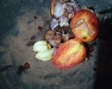 Foto langkah ke 1 dari resep Sambel terong ungu.