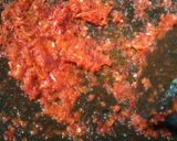 Foto langkah ke 2 dari resep Sambal Cumi Kemangi.