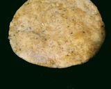 A picture of step 5 of Bottlegourd/Lauki Paratha.
