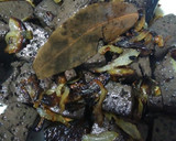 Foto del paso 2 de la receta: Sang amb ceba. (Sangre con cebolla)