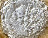 Une image de l'étape 2 de Tarte figues, chèvre et pignons.