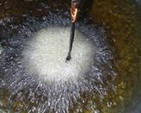 Foto langkah ke 5 dari resep Kembang goyang gurih dan renyah anti gagal #BikinRamadanBerkesan.