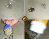 A picture of step 5 of Instant Mysore Bonda With Yummy spicy Red Chutney.