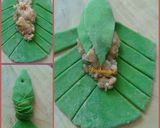 A picture of step 6 of Tricolor fish shaped samosa.