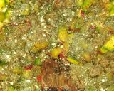 Foto del paso 9 de la receta: Torta de zapallitos