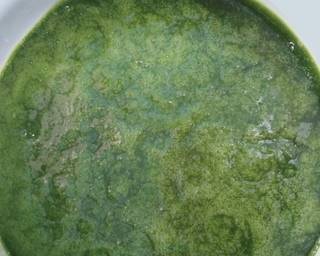 Cendol Cincau Hijau (Daluman) - Step 5