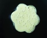 A picture of step 5 of Oats Pancake.