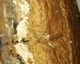 Foto del paso 3 de la receta: Bizcochuelo de café
