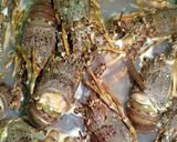 Foto langkah ke 1 dari resep Lobster bumbu curry pedas.