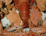 Foto langkah ke 1 dari resep Kepiting Super pedas.