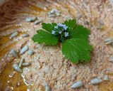 Une image de l'étape 4 de 🌱 Tartinade aux tomates confites et graines de tournesol (veggie).