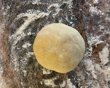A picture of step 6 of Mince Pies Pastry RecipeVegan friendly.