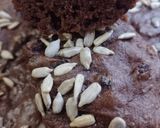 Foto del paso 4 de la receta: Torta de cacao y semillas (sin tacc) 💚😋