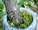 Foto del paso 4 de la receta: Pesto en mortero 💚