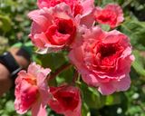 Foto del paso 10 de la receta: Mermelada de pétalos de rosas