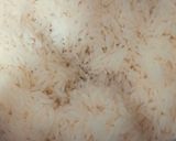 عکس مرحله 6 از دستور گردو پلو کردی
