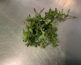 Une image de l'étape 3 de Marinade moutarde ail chèvre basilic au bouillon de champignons.