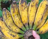 Foto langkah ke 1 dari resep Banana Choco Soft Bread (Roti Coklat Pisang) #645.