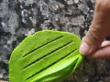 Green karela chaat