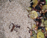 Foto del paso 9 de la receta: Mole oaxaqueño