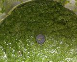 अळूचं फदफदं (aloch fadfand recipe in marathi) रेसिपी स्टेप 2 फोटो 