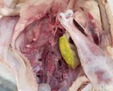Foto langkah ke 1 dari resep Ayam Taliwang.