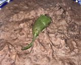 Foto del paso 2 de la receta: Huevos a la mexicana