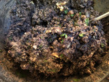 Black Bean and Cashew Burger