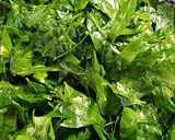 Hình bước làm 1 của món Canh rau sắng nấu tôm