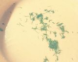 Patiszonkrém-leves🌿 recept fázis 3 fotója