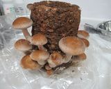 紫蘇煮香菇乾的食譜步驟1照片