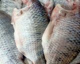 صورة لخطوة 1 من وصفة 🐠 سمك شبار مقلى 🐠🥗 ورز صياديه 😋
