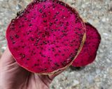 Foto del paso 3 de la receta: 🩷🍥Chía pudding del dragón 🩷 Pithaya roja 🍥🩷