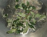 A picture of step 2 of Indori Poha.