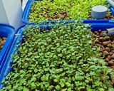 Hình bước làm 1 của món Gỏi xơ mít