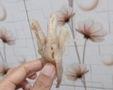 Foto langkah ke 8 dari resep Ceker ayam tanpa tulang.