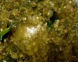 Foto langkah ke 4 dari resep Sambal Lombok Ijo.