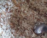 Foto del paso 2 de la receta: Arroz árabe