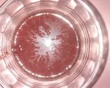 Foto del paso 3 de la receta: Coulis de arándanos