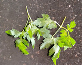 முடக்கத்தான் இட்லி.. ரெசிபி ஸ்டேப் 1 புகைப்படம்