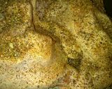 A picture of step 3 of Roasted leg quarters with rotisserie rub and carrots.