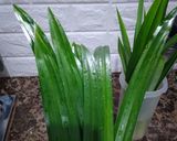 Foto langkah ke 3 dari resep Ayam Goreng Pandan.