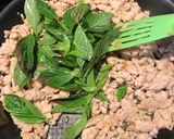 Foto langkah ke 3 dari resep Thai Chicken Basil (Ayam Cincang Kemangi Ala Thailand).