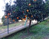 Foto del passaggio 1 della ricetta Torta della Befana all'arancia 🍊