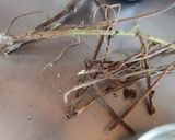 Foto del paso 1 de la receta: Aceite de orégano Orgánico