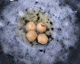 Foto langkah ke 5 dari resep Bakso Tempe.