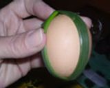 A picture of step 3 of Egg dyeing using pantyhose.