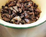 Gambar langkah 1 resipi Siput Sedut Masak Lemak Cili Api.